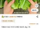 쿠팡 국내산 로메인 청상추 4kg