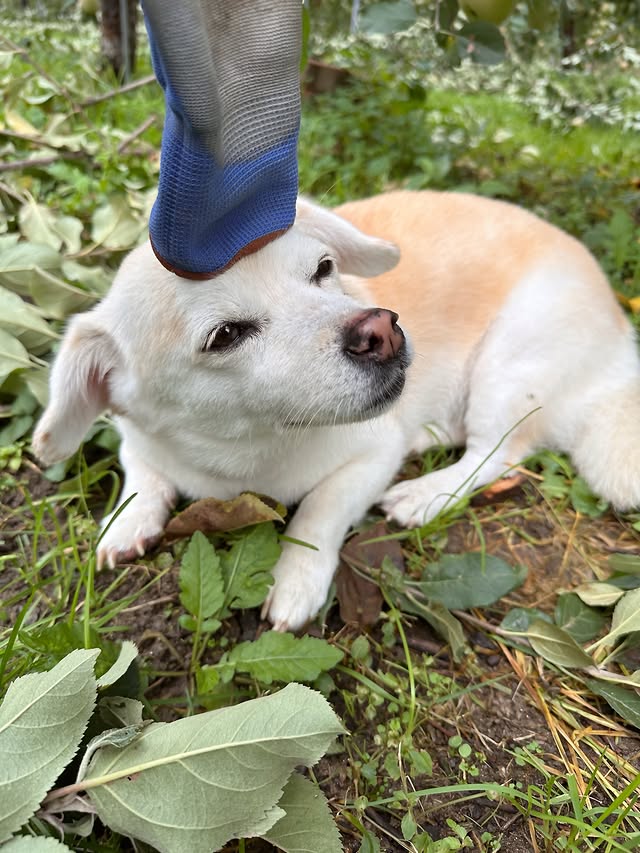 VZiAqq