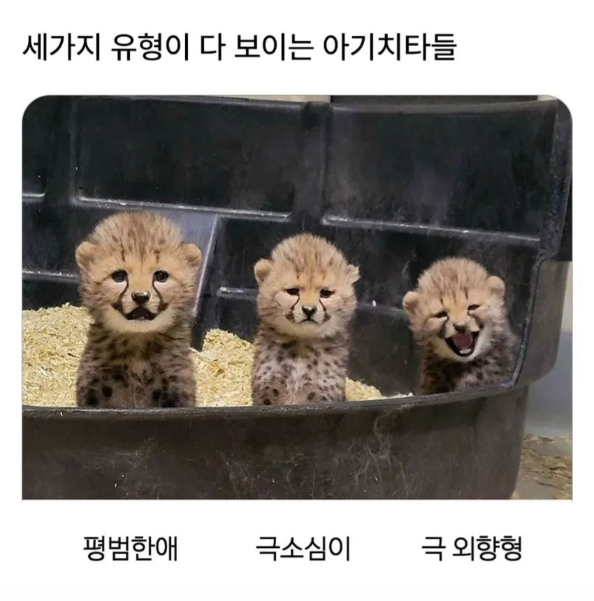 세가지 유형이 다 보이는 아기치타들