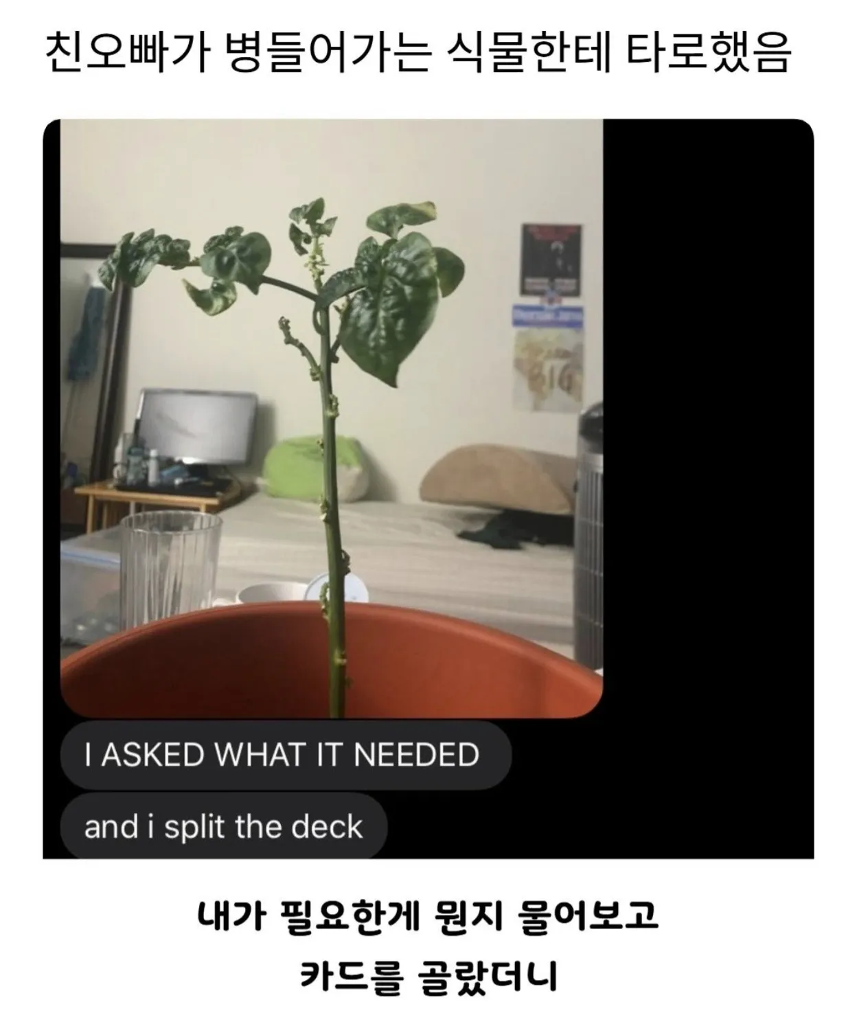 친오빠가 병들어가는 식물한테 타로했음