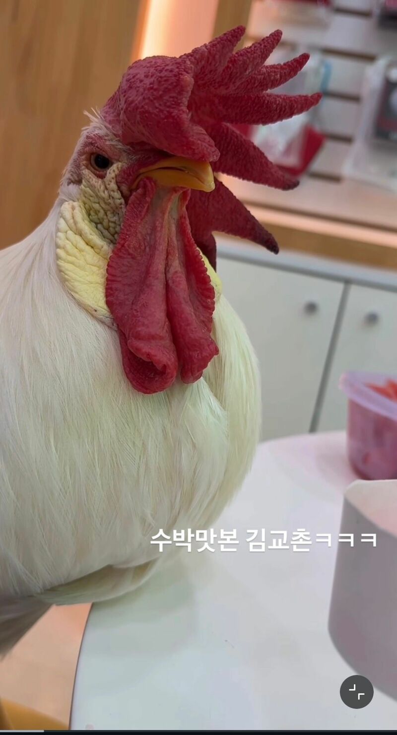 반려닭의 일상 (5)