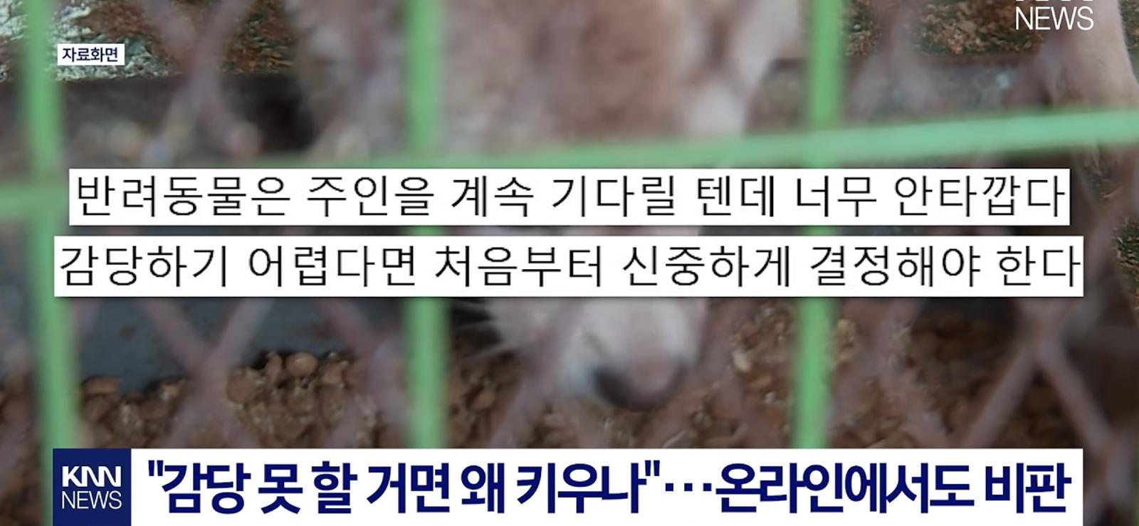 애착인형과 함께 버려진 반려견 (4)