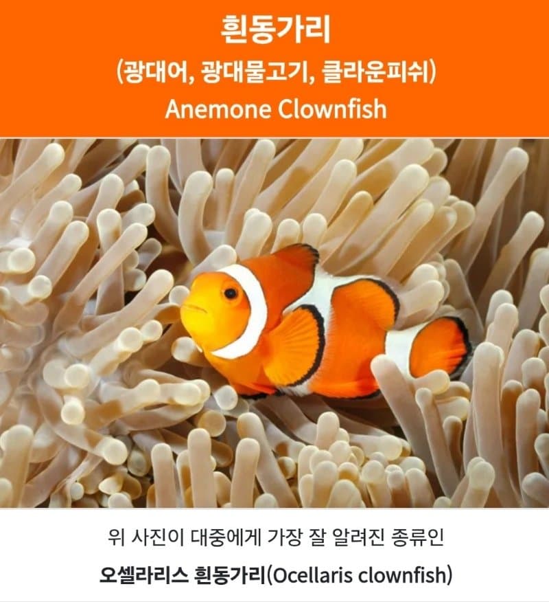 의외로 잘 몰랐던 니모의 숨겨진 비밀 (3)