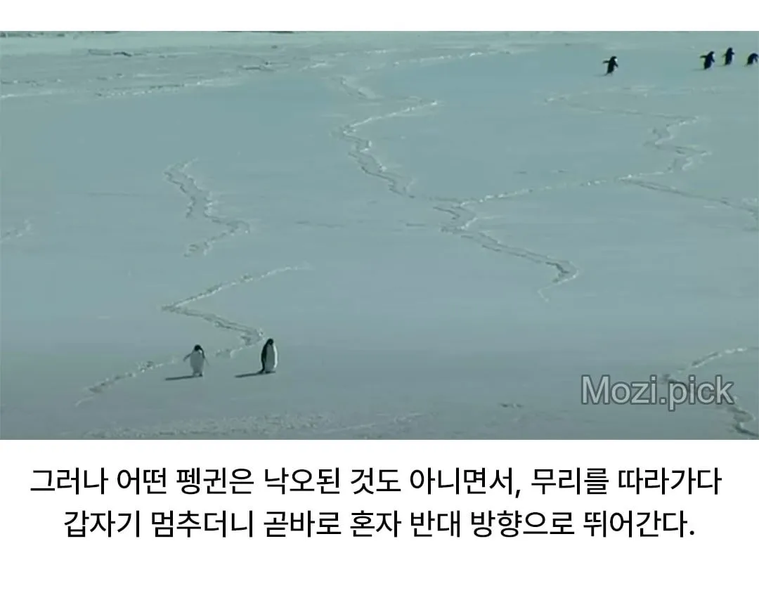모든 펭귄이 바다로 갈 때, 혼자 산으로 가는 펭귄