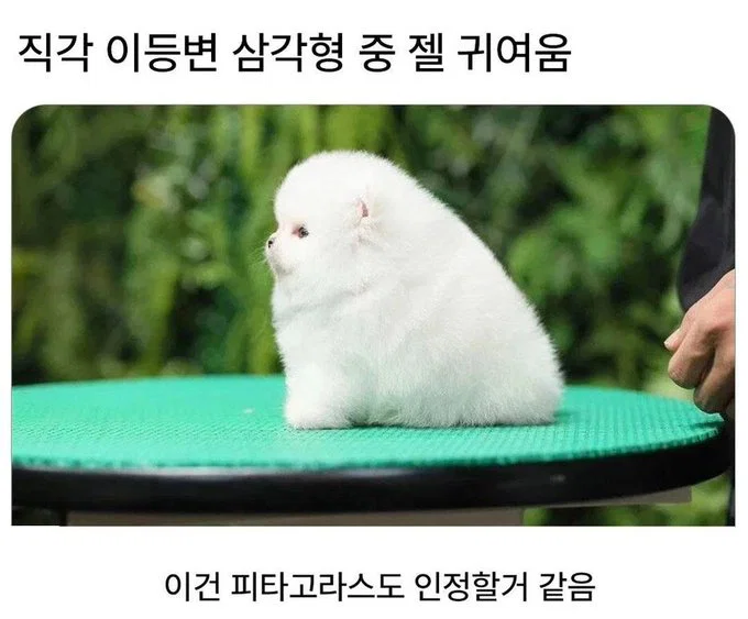 미용실 보냈는데 푸들이 실종되고 아기양으로 돌아왔습니다 (54)