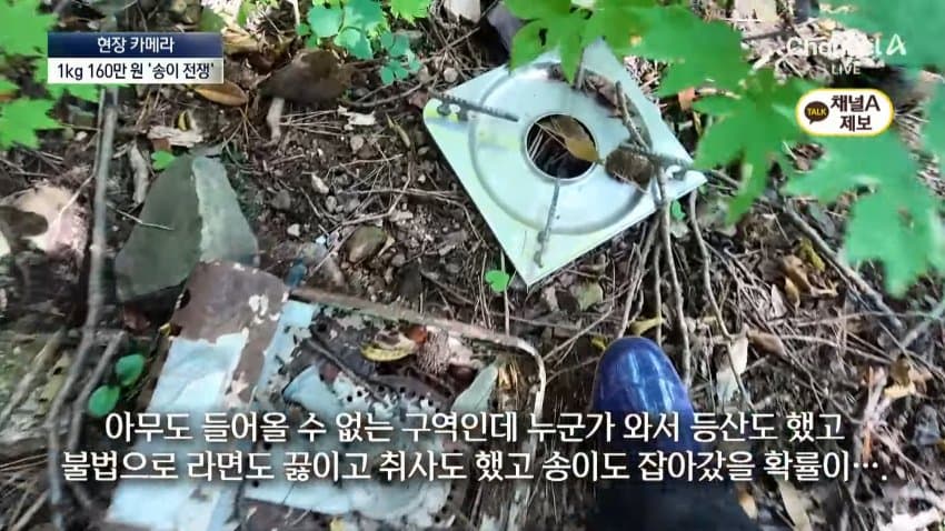 채널a) 송이버섯 1kg에 160만원...밤낮 추격전 (36)