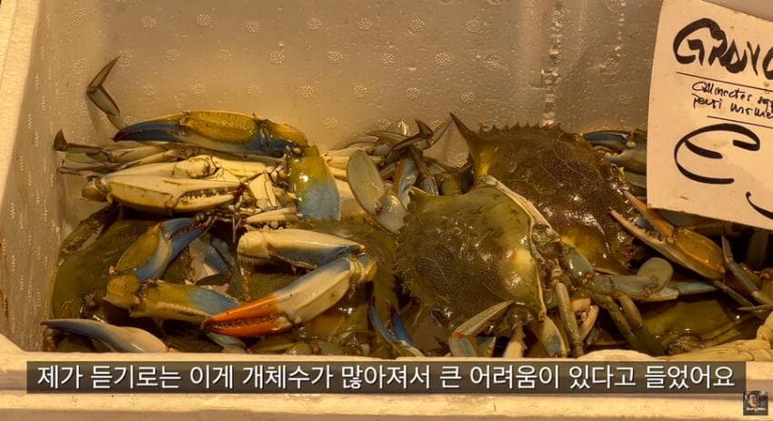 싱글벙글 이탈리아에서 청게(블루크랩) 가격 (12)
