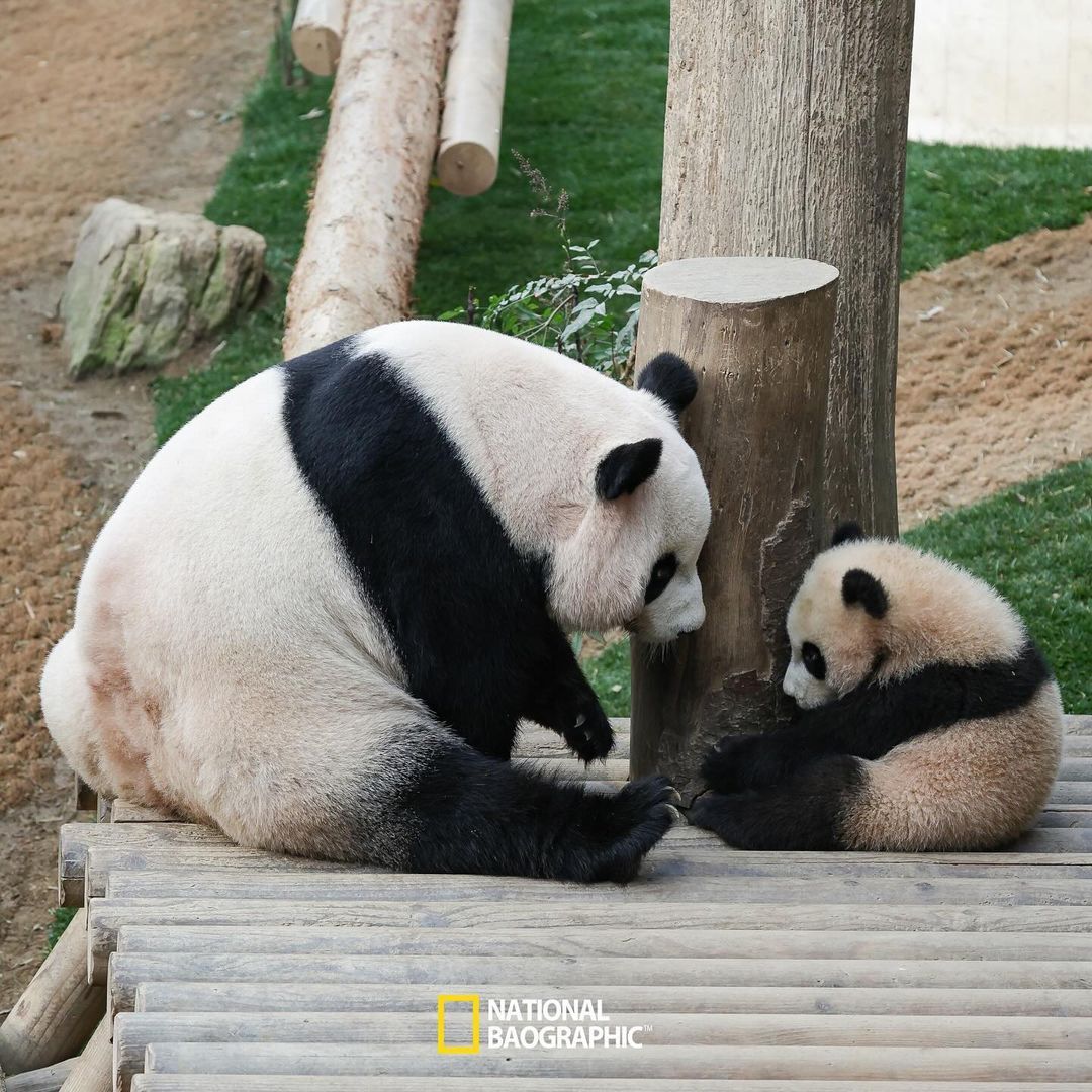 아이바오 따라하는 후이바오 🐼❤🩷 (3)