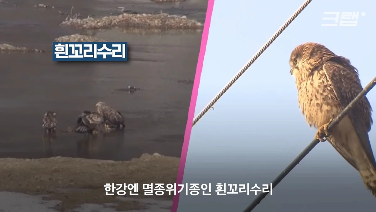 새들에겐 거의 전쟁난 수준이라는 불꽃축제 (49)