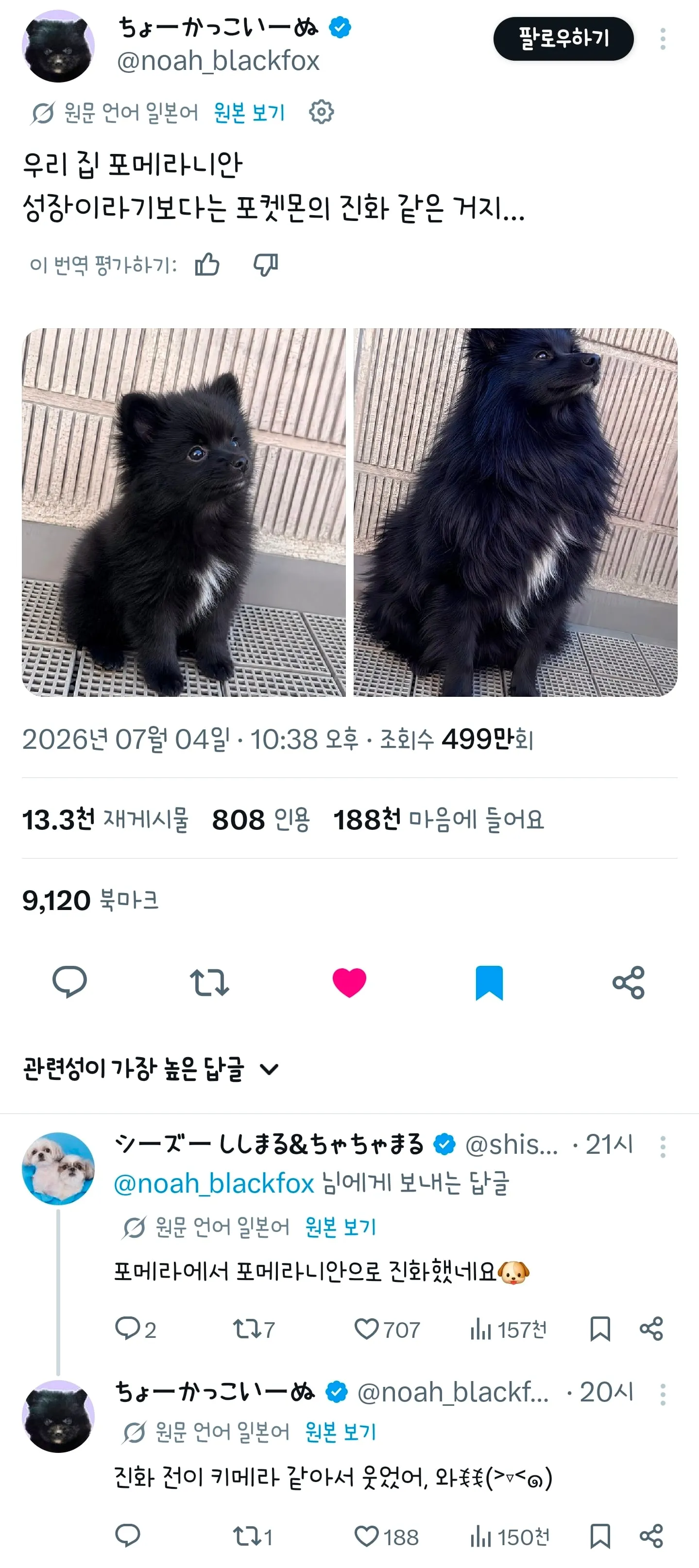 우리집 포메라니안 성장이라기보다 포켓몬 진화같은거지…