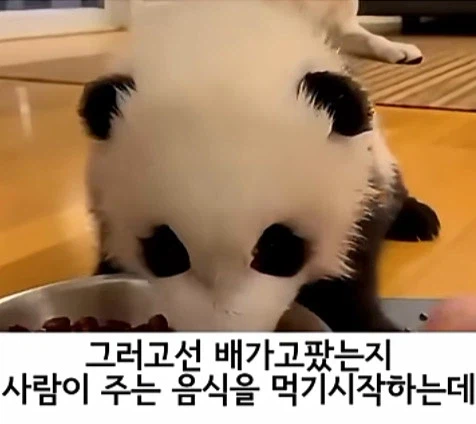 유튜브 쇼츠 AI 뇌절 대잔치 (8)