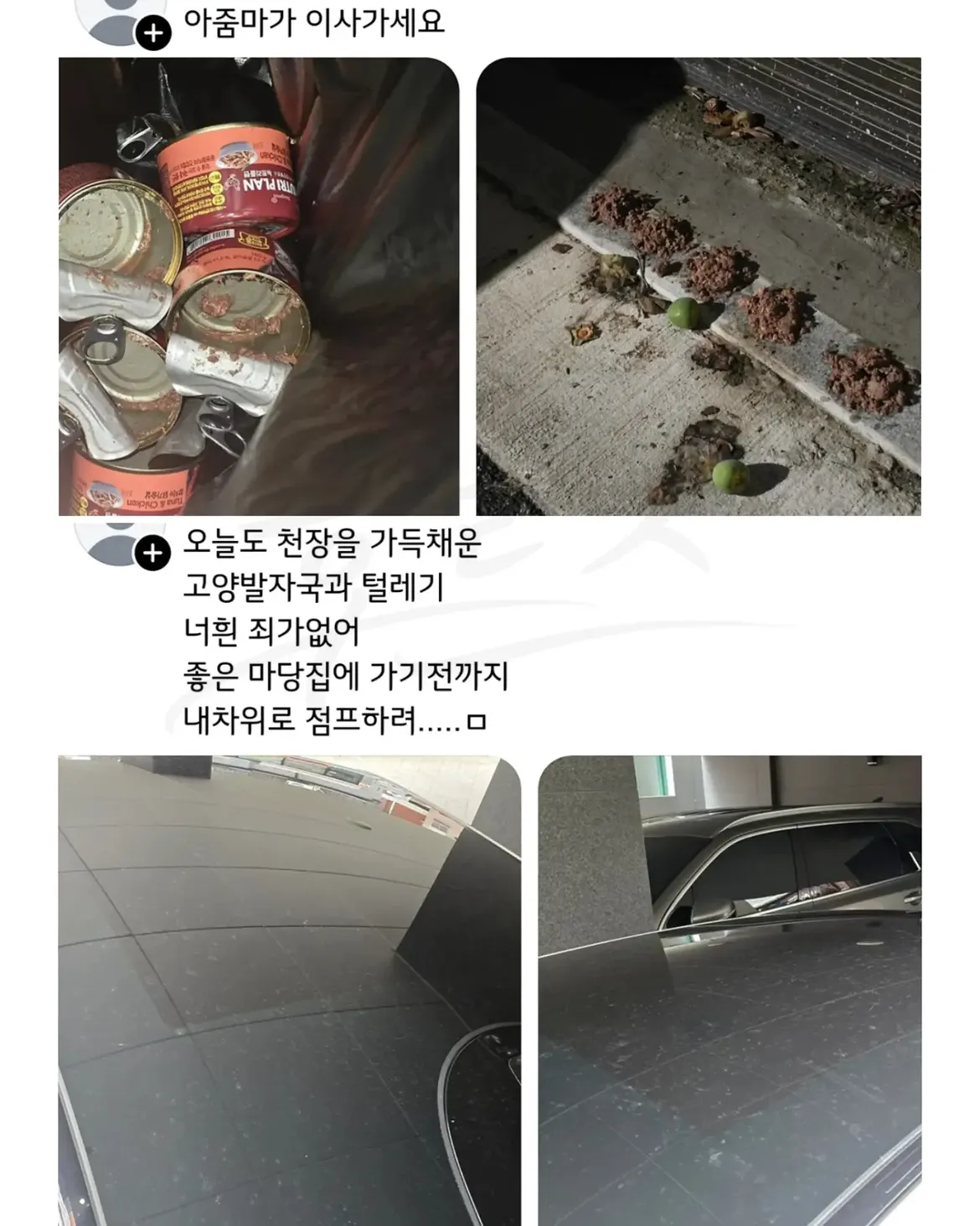 싱글벙글 캣맘 처리법 (5)