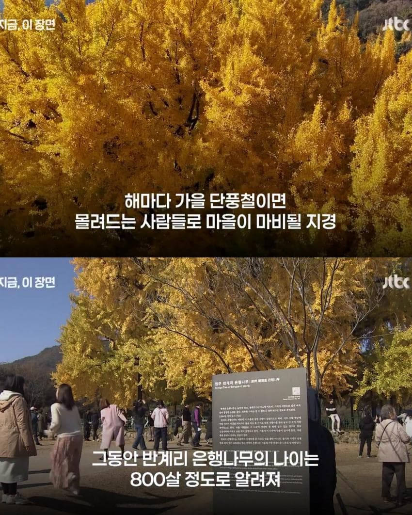 800살 은행나무 거짓으로 밝혀짐 (2)