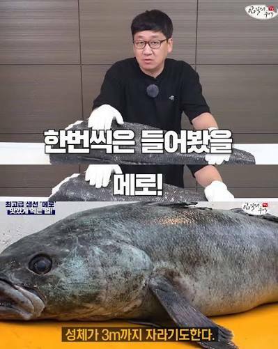 맛있어서 멸종직전까지갔던 비운의 생선 (2)