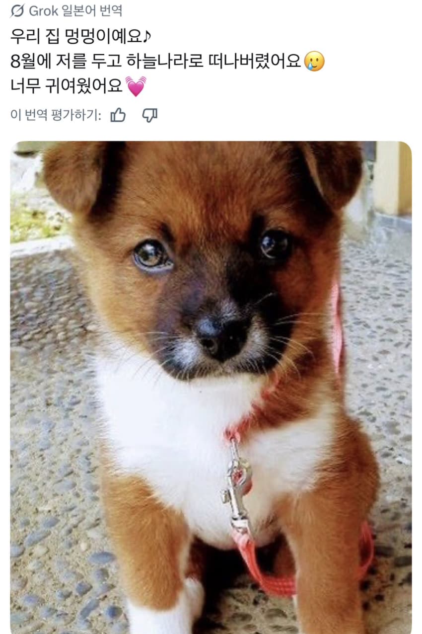 싱글벙글 너무 섞여서 잘 모르겠는 잡종견 사진집이 갖고 싶어 (19)