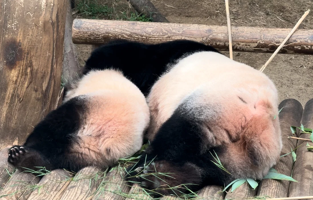 아이바오 따라하는 후이바오 🐼❤🩷 (7)