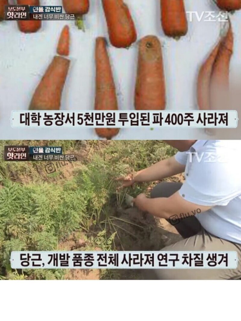 고기구워먹는다고 연구용 당근 몽땅캐간 지역주민들 (2)