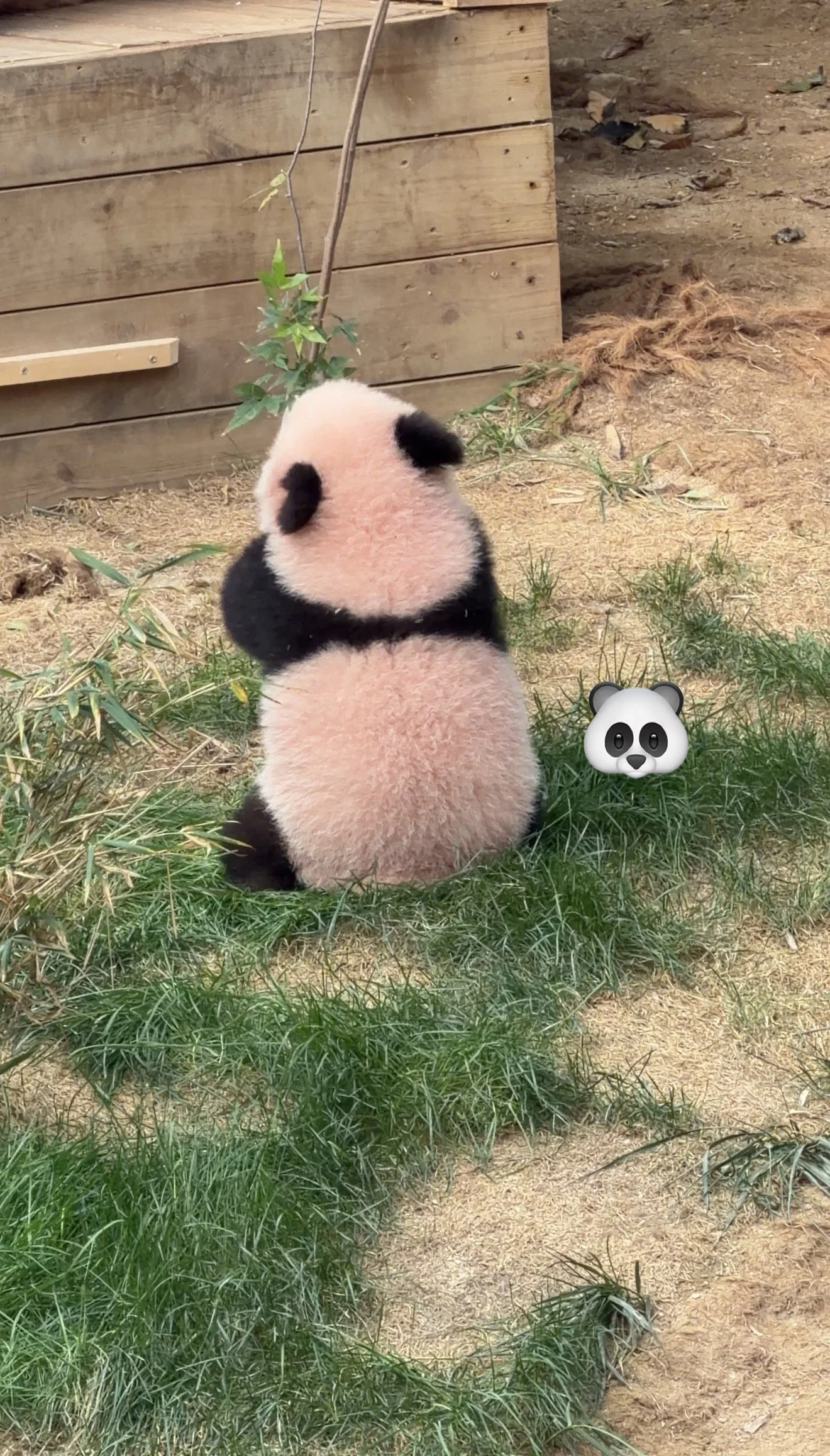 오늘 정식 데뷔한 슈바오🐼🩵 (2)