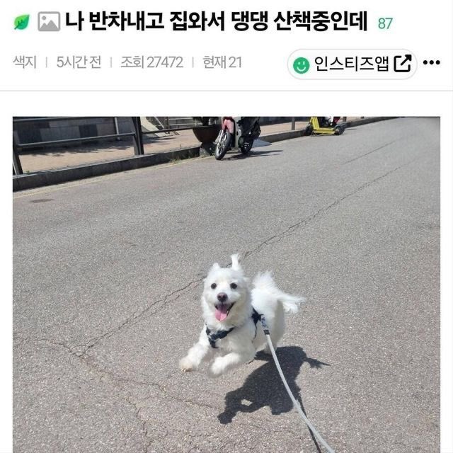 미용실 보냈는데 푸들이 실종되고 아기양으로 돌아왔습니다 (39)