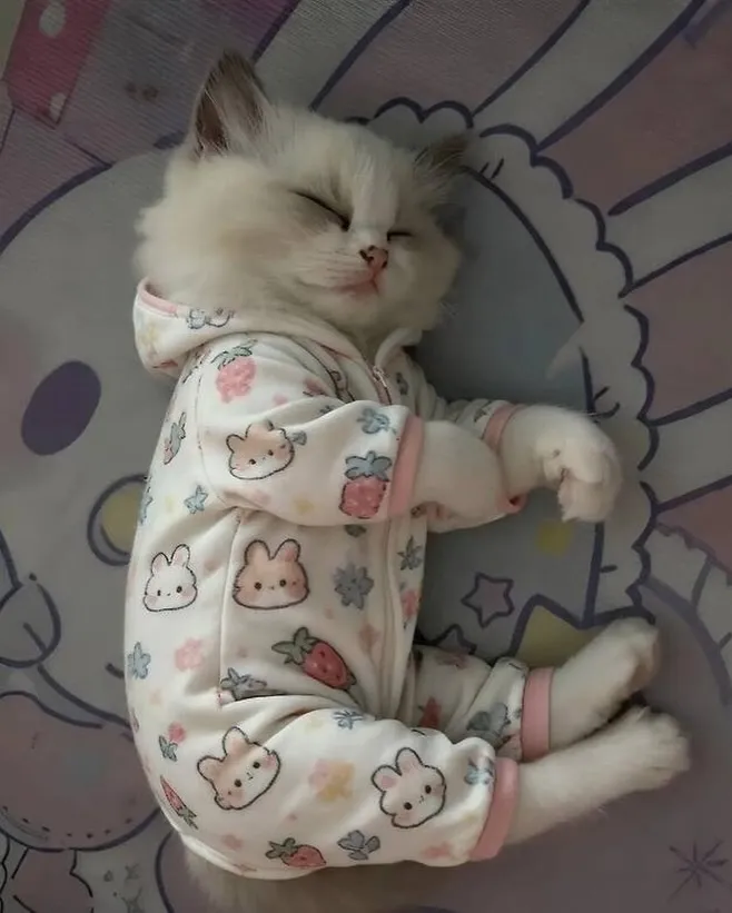 아기 옷 버리기 아까워서 고양이 입혀봤어요.jpg