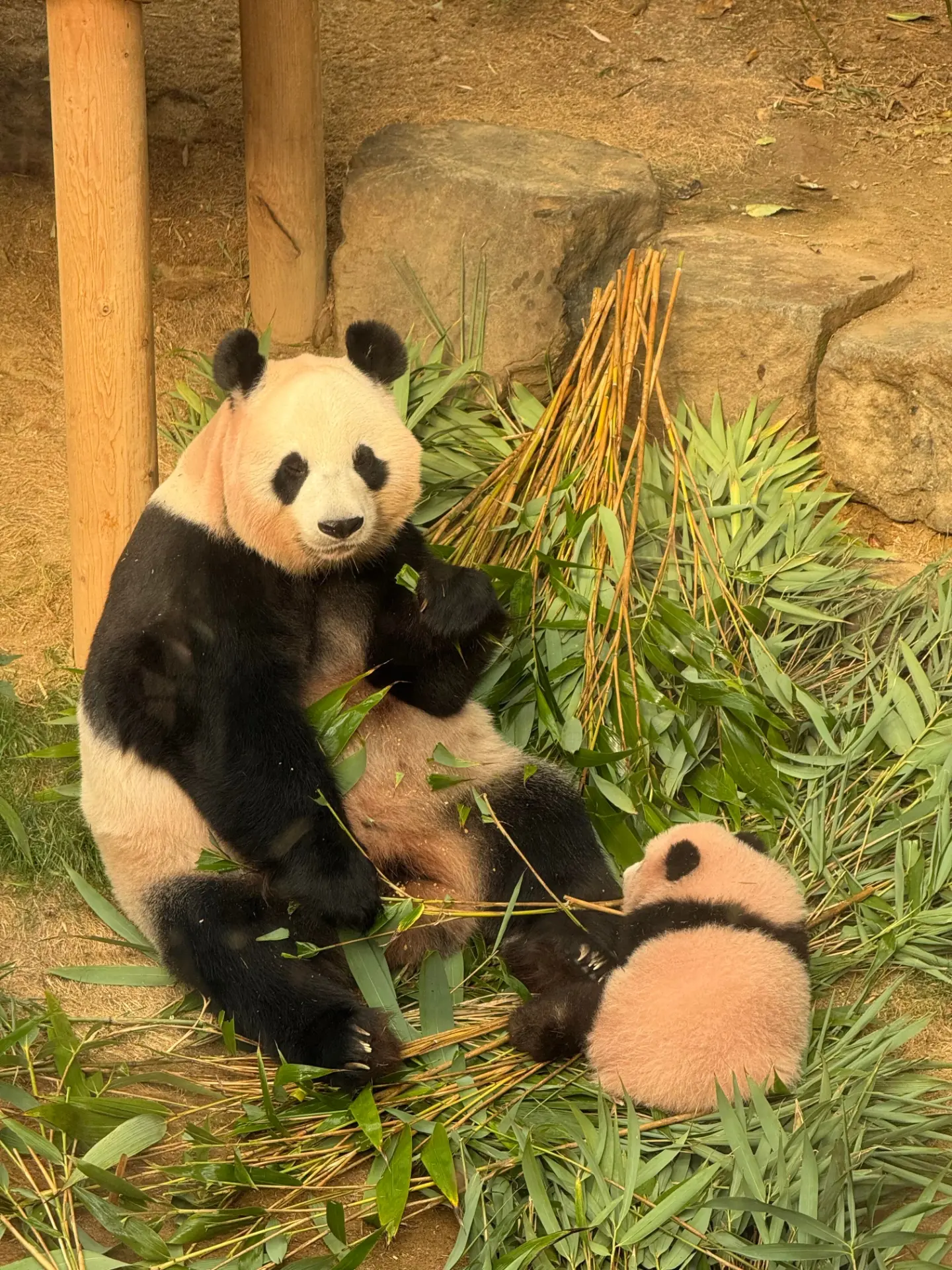 실내 방사장에 나와서 편하게 노는 아이바오와 슈바오 ❤🩵🐼 (8)