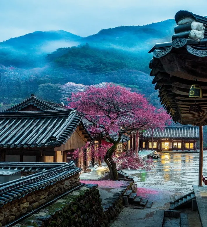 사진작가들 텃새에 지랄난 화엄사 홍매화 근황