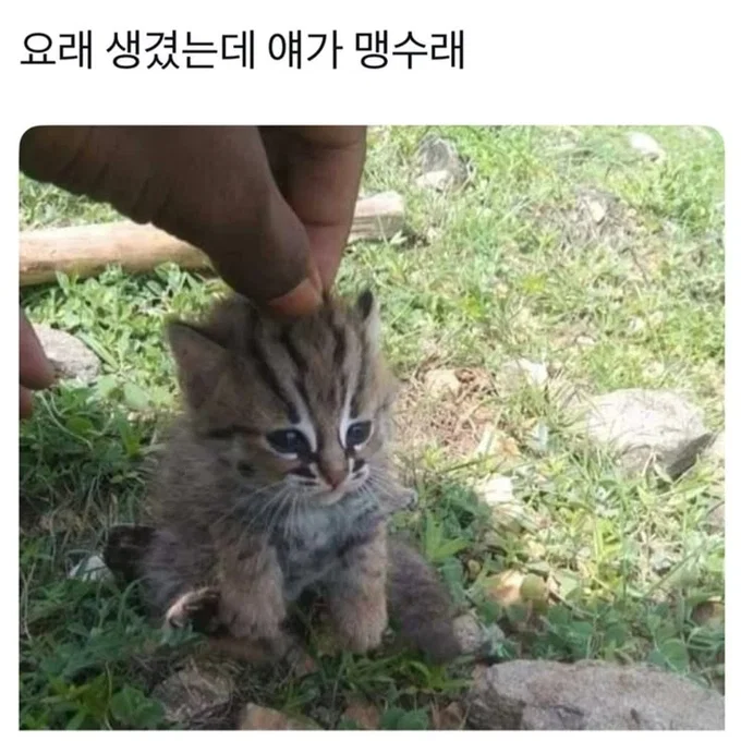 WmKagT