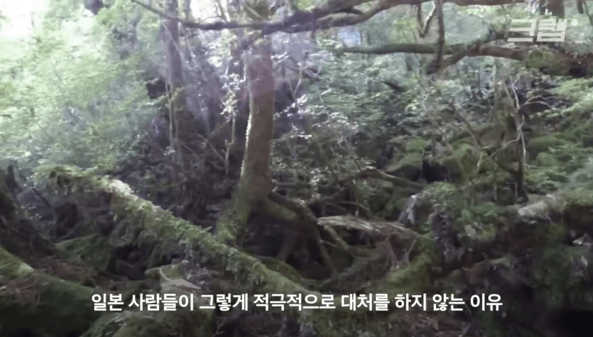 깜짝 .. 일본숲이 유독 무서운 이유 ㄹㅇ . (25)