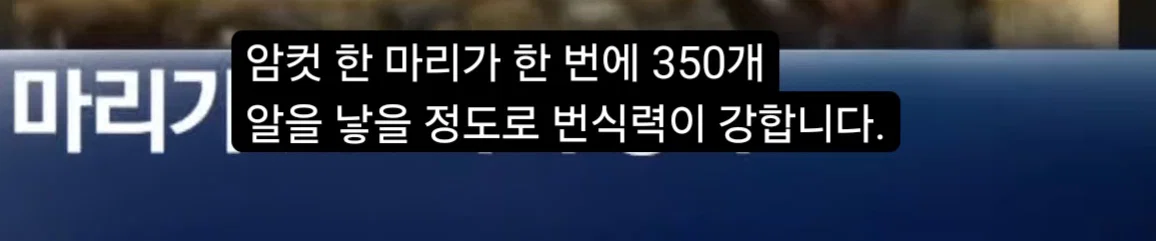 (바퀴사진주의) 어쩌다보니 한국 바퀴벌레를 응원하게 생긴 현재 부산 상황. (8)