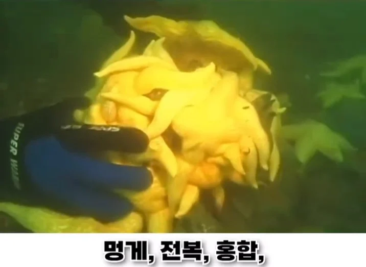 우리나라로 넘어온 바다의 무법자 불가사리의 최후 (13)
