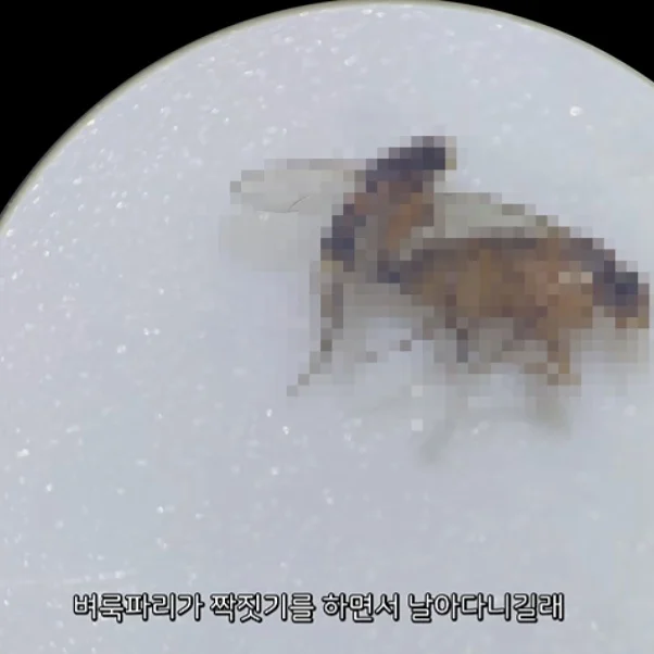 벼룩파리의 불편한 진실