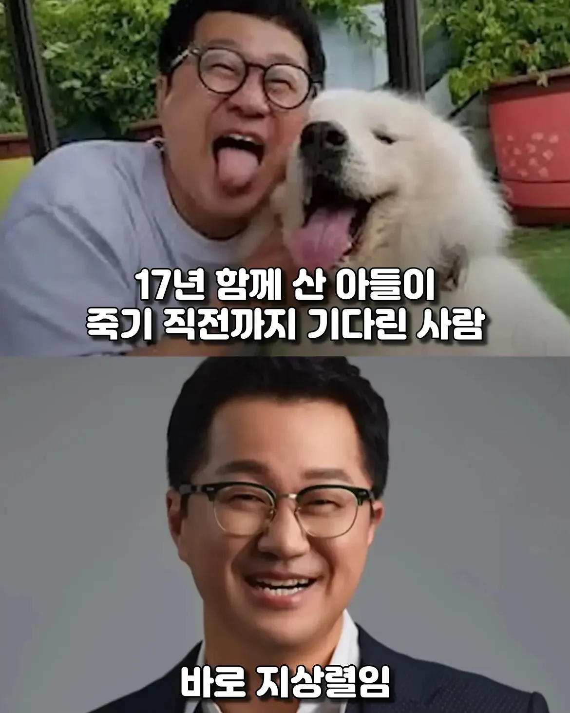 싱글벙글 17년동안 고마웠어요 힘겹게 버티던 댕댕이가 마지막까지 기다 (2)