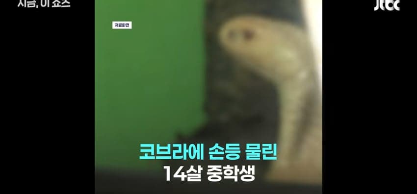 코브라 팔려다 물린 중학생, 119 신고에 들통 (2)