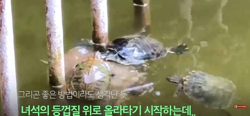 큰 거북이 곤경에 처하자 헤엄쳐간 작은 영웅들 (7)
