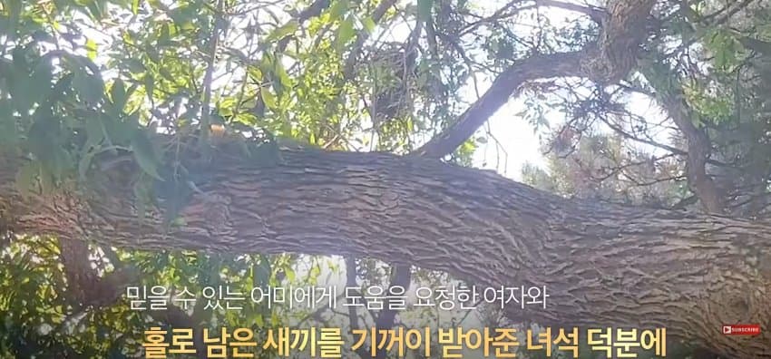 어미 다람쥐에게 갈곳 잃은 새끼 보여줬더니.. (30)
