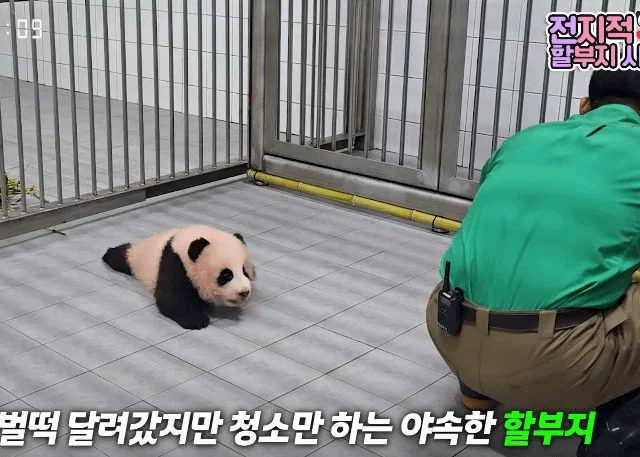 [전할시] 할부지 가니까 다급해져서 기어가는 슈바오🩵🐼 (3)