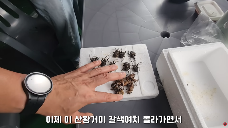 곤충 먹방에 게스트로 나왔다가 결국 곤충의 맛을 알아버린 사람 (2)