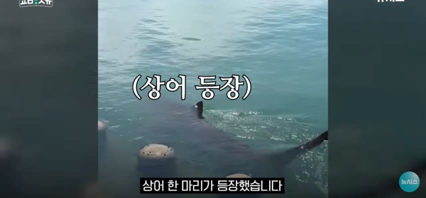 상어 한마리에 3만명 몰려, 부산 명소가 된 북항 (2)