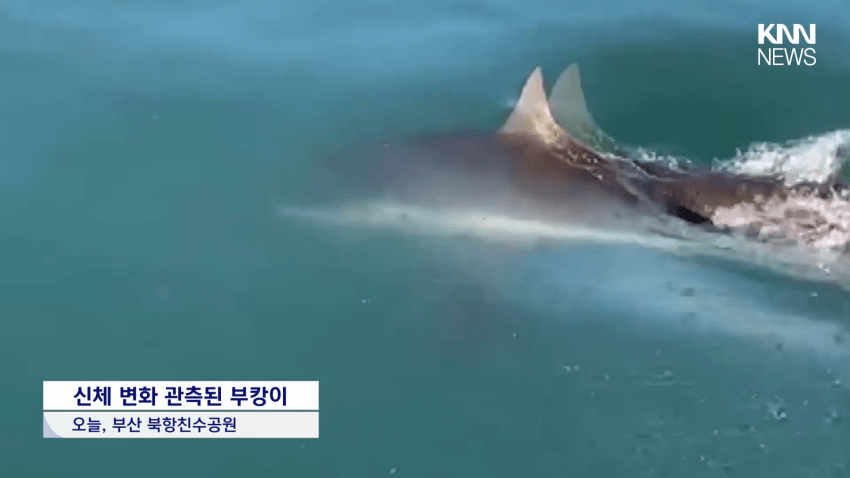 국민 상어 부캉이, 새끼 낳았나