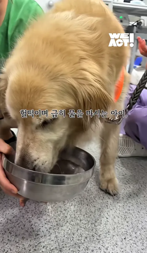 빡침주의) 폭염속 차 안에 살던 리트리버 카도 (13)