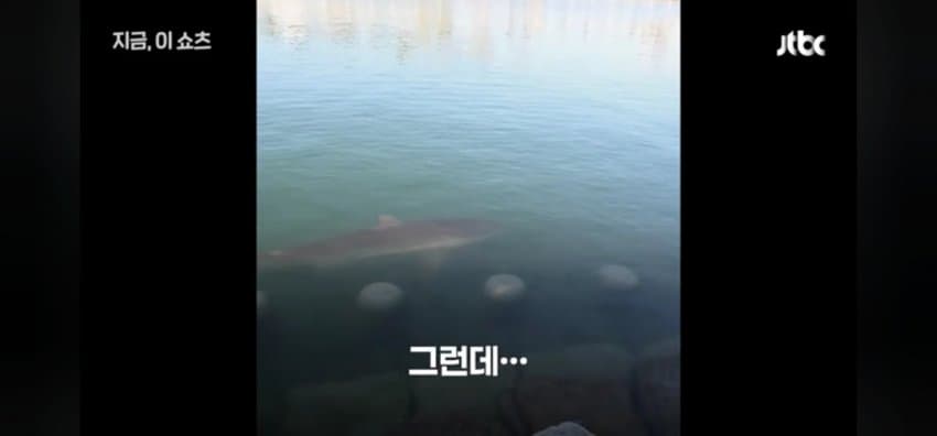 "우럭 먹자~" 부캉이에 생선 투척한 부산 시민 (6)
