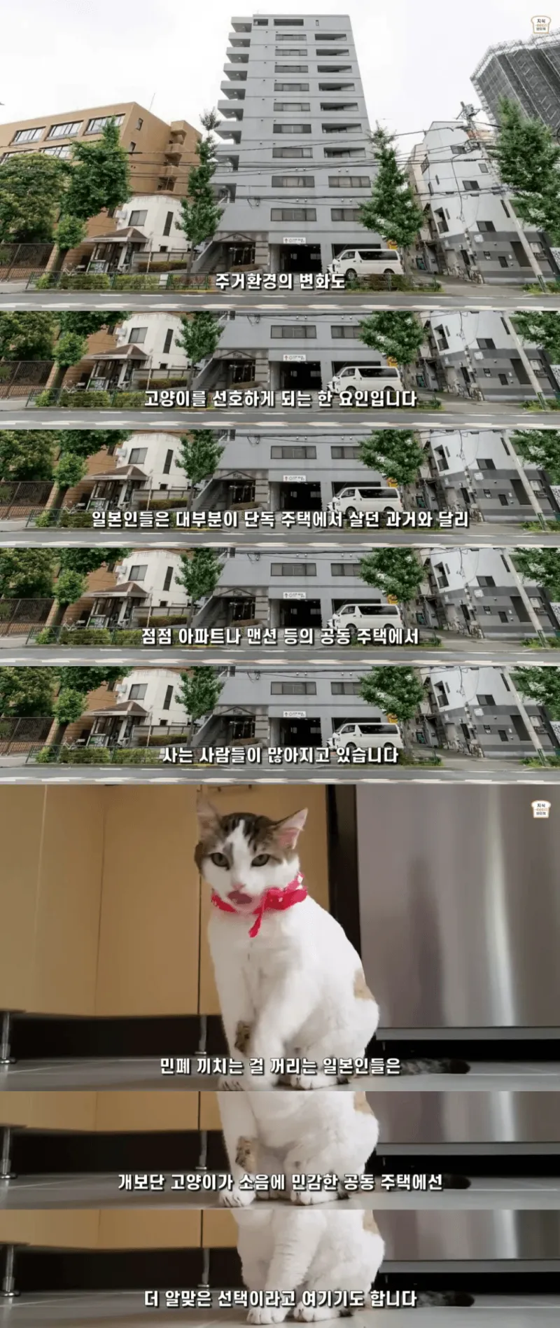 일본인들이 개보다 고양이를 더 많이 키우는 이유