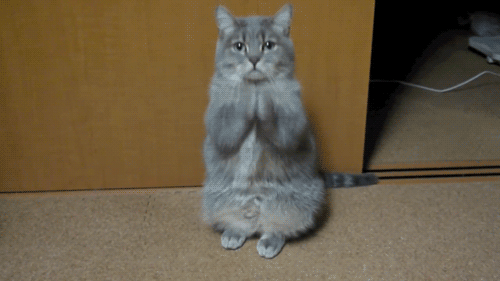 고양이 죄송.gif