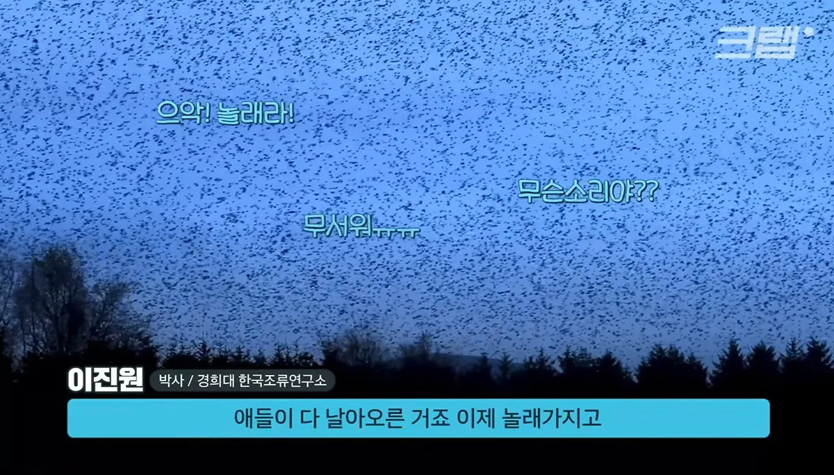 새들에겐 거의 전쟁난 수준이라는 불꽃축제 (31)