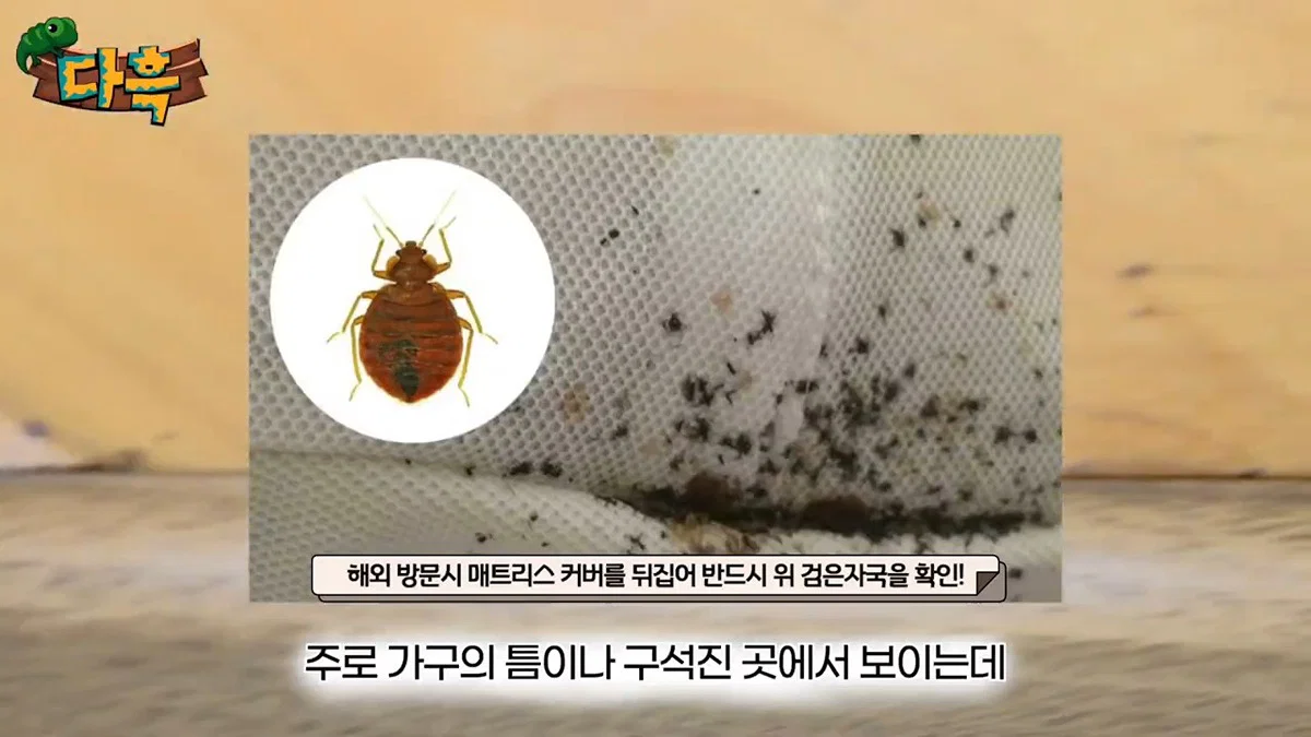 부산 찜질방 빈대 이슈 업로드한 유튜버 다흑... (18)