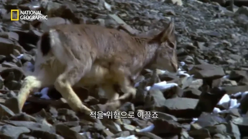 사냥 중 120m 절벽 아래로 떨어진 눈표범. jpg & YouT