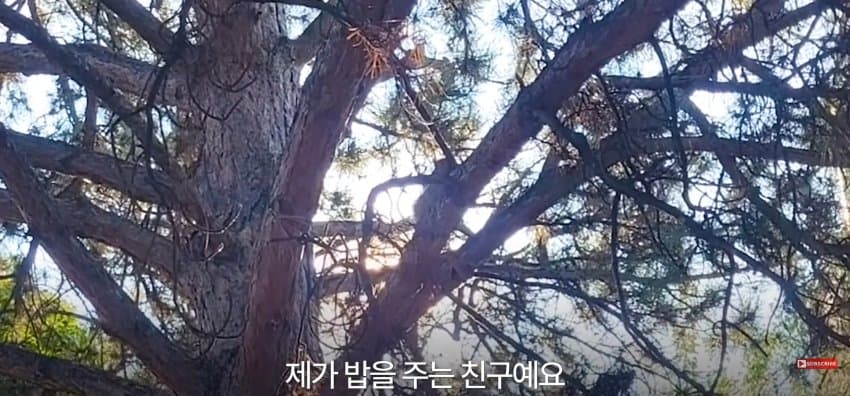 어미 다람쥐에게 갈곳 잃은 새끼 보여줬더니.. (16)