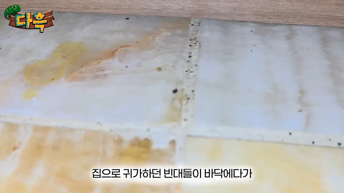 부산 찜질방 빈대 이슈 업로드한 유튜버 다흑... (25)