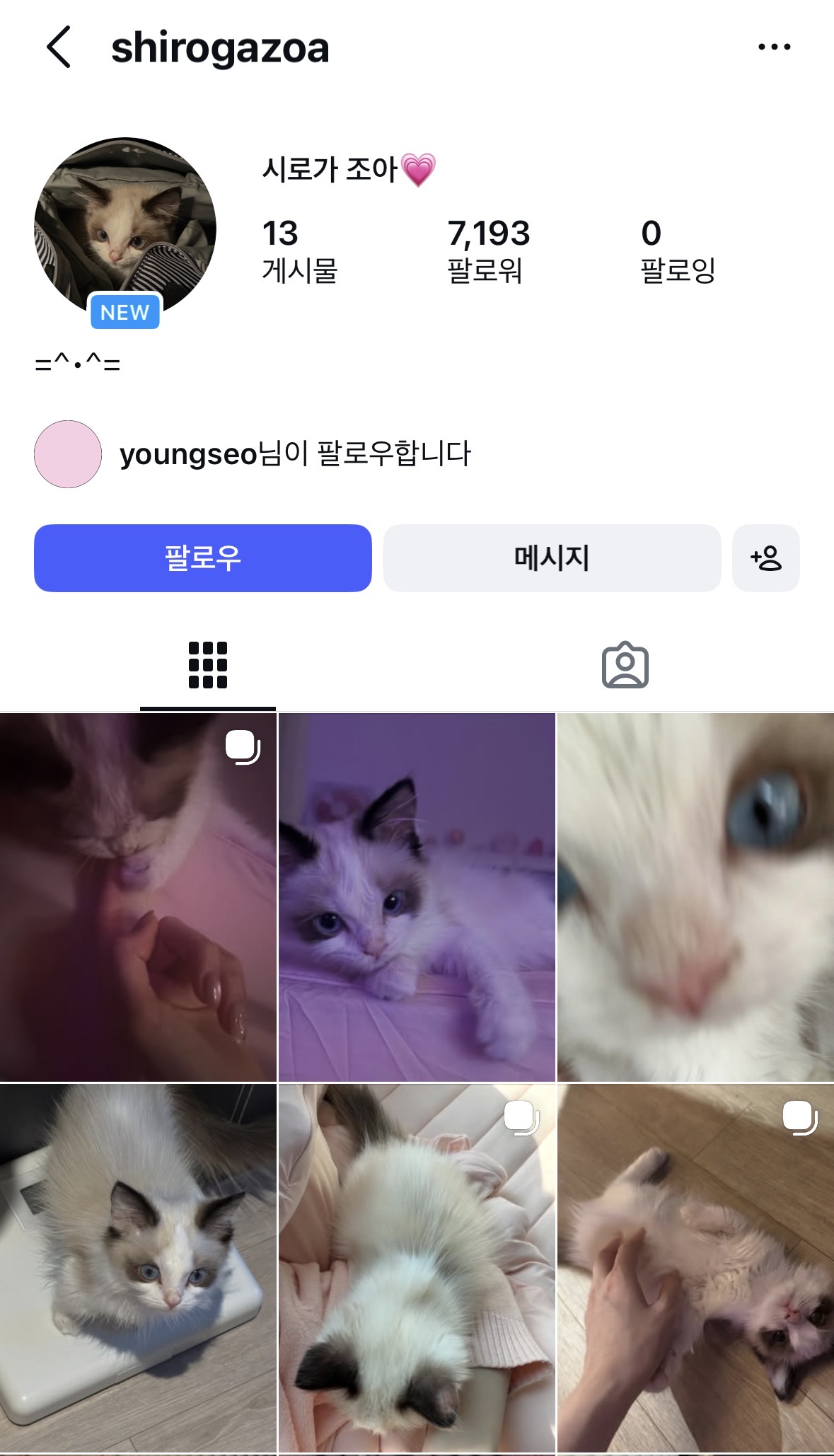 신종펫샵에서 품종묘 입양 후 펫스타그램 개설한 올데프 영서
