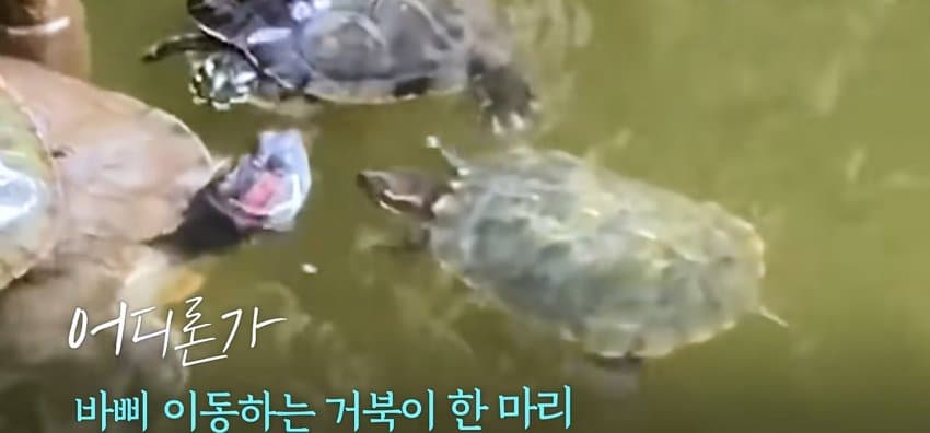 큰 거북이 곤경에 처하자 헤엄쳐간 작은 영웅들